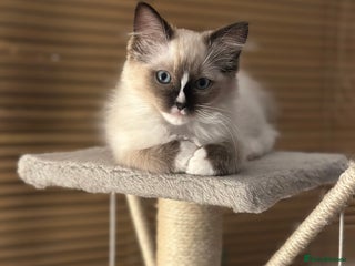 Ragdoll cats GCCF reg parents , pure breed ragdoll kittens 🤍 - Advert 3