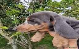 Dachshund dogs for sale: Standard Dachshund Show-quality Puppies - Image 22