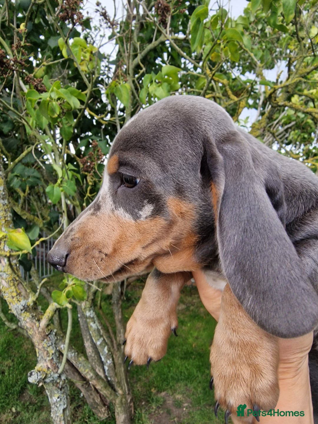 Dachshund dogs for sale: Standard Dachshund Show-quality Puppies - Image 22