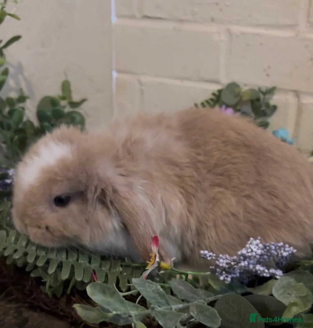 Mini Lop rabbits for sale: Mini lop  - Advert 3