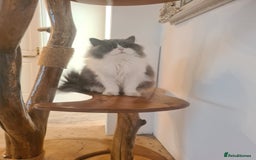 British Longhair cats for sale: Tica registered British Longhair Lady Rehome - Image 12