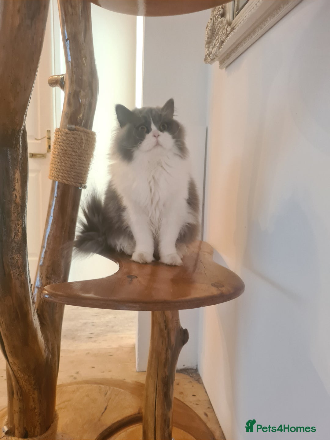 British Longhair cats for sale: Tica registered British Longhair Lady Rehome - Image 12
