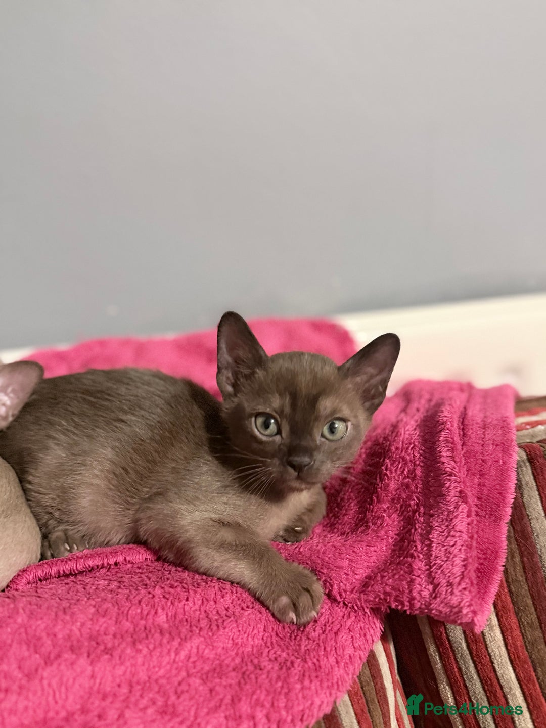 Burmese cats for sale: Brown Burmese Boy unexpectedly available mid Jan - Advert 4