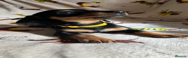 Miniature Dachshund 6