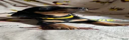 Miniature Dachshund dogs for sale: 3 miniature dachshund pups, female black and tan in Newport - Advert 5