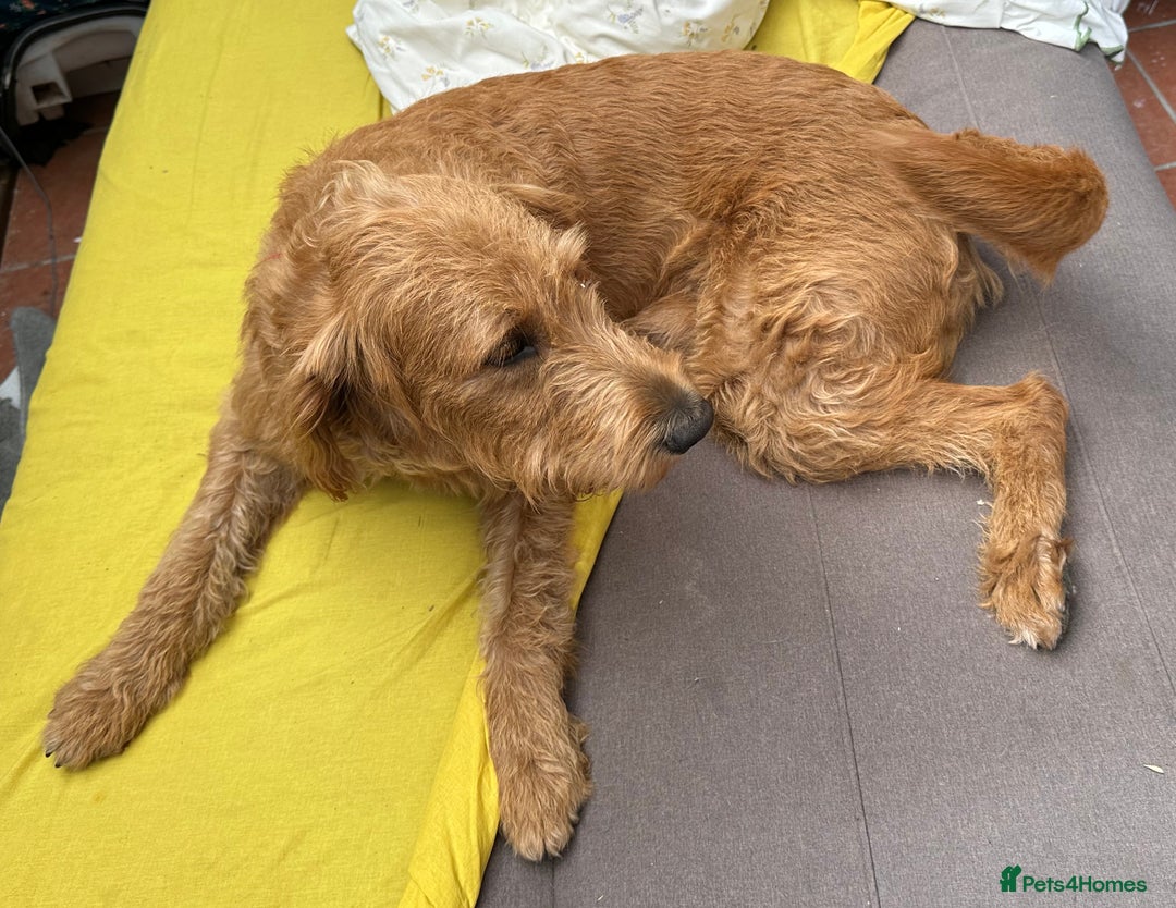 Labradoodle dogs for sale: Gorgeous F1b Labradoodle Puppies for loving homes. - Image 5