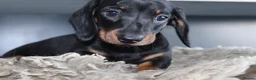 Miniature Dachshund dogs for sale: Beautiful miniature dachshund puppies  - Advert 11