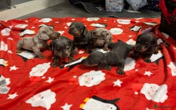 Miniature Dachshund dogs for sale: 6 Miniature dacshund puppies  - Advert 1