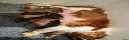 Cavalier King Charles Spaniel dogs for sale: KC Reg Boys Available from Doppler Tested Parents  in Southampton - Advert 3