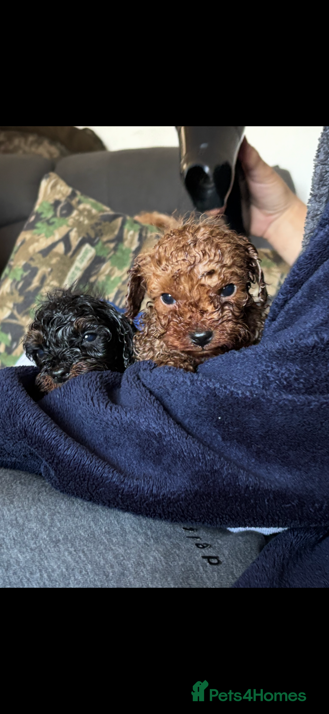 Cavapoo dogs for sale: Top quality F1b toy cavapoos  - Image 28