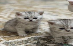 British Shorthair cats for sale: 2 TICA registered BSH kittens  - Image 9