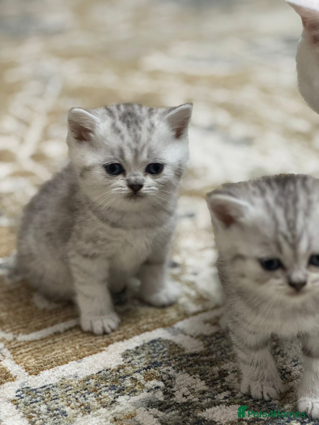 British Shorthair cats for sale: 2 TICA registered BSH kittens  - Image 9