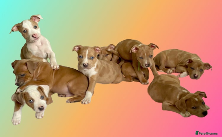 Mixed Breed dogs - Advert 15