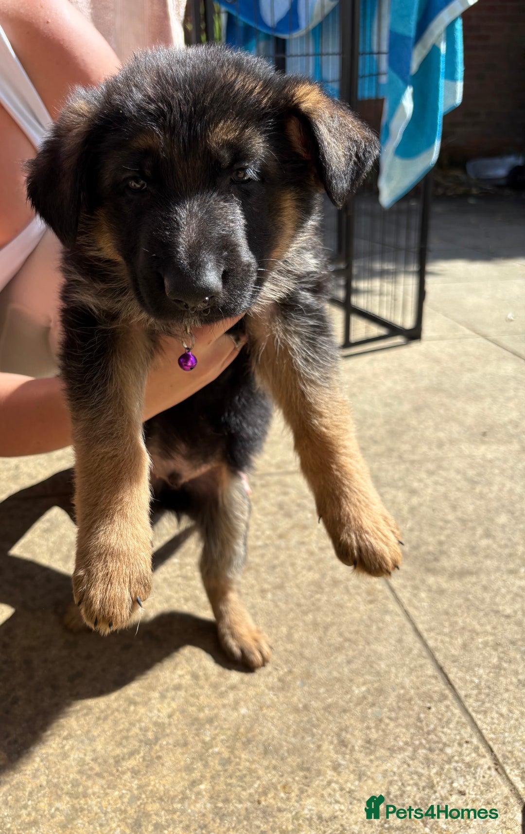 German Shepherd dogs for sale: German Shepherd Puppies - Image 31