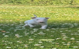 English Bull Terrier dogs for sale: Outstanding male bull terriers  - Image 11