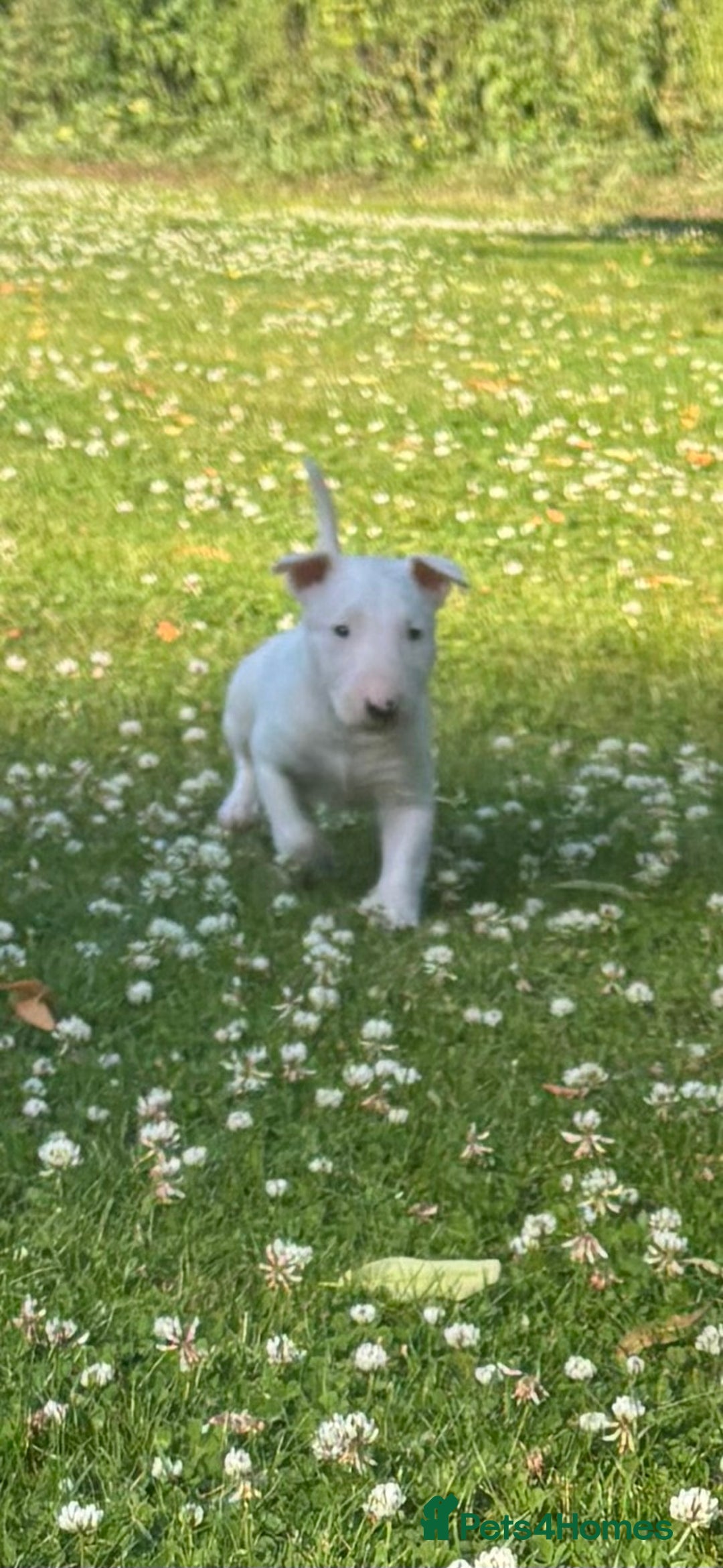 English Bull Terrier dogs for sale: Outstanding male bull terriers  - Image 11
