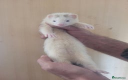 Ferret rodents for sale: Semi Angora Ferrets - Image 6