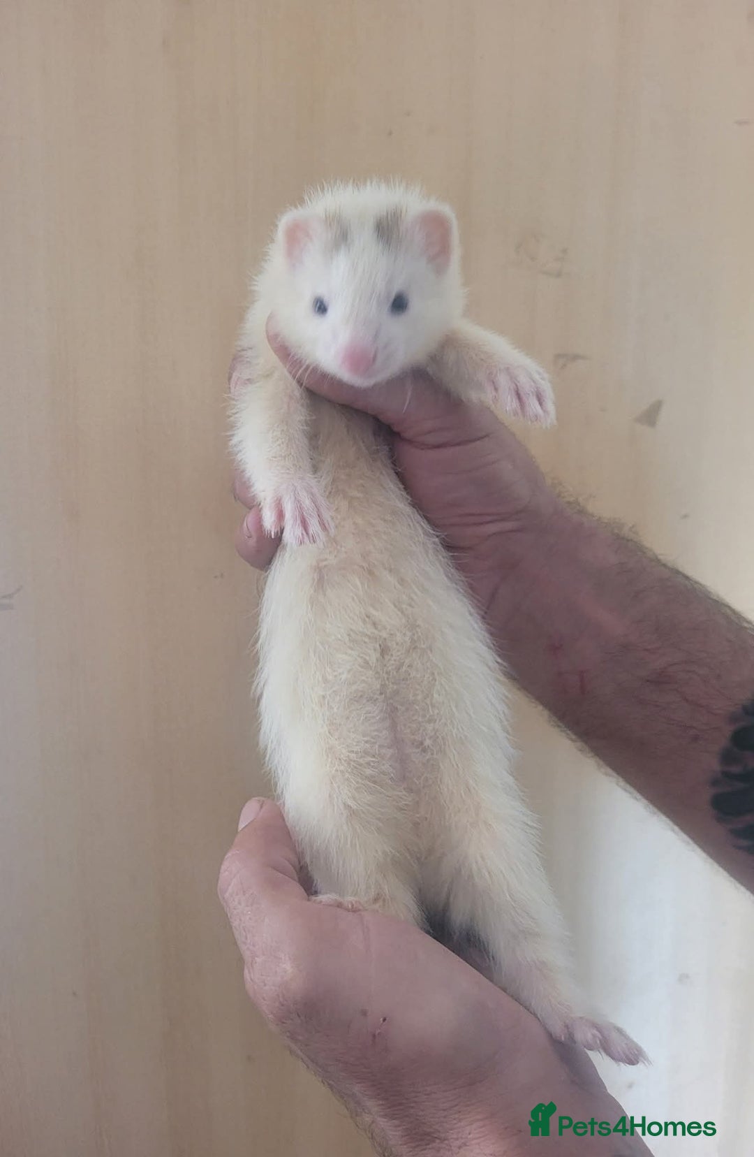 Ferret rodents for sale: Semi Angora Ferrets - Image 6