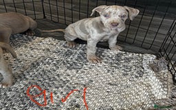 Cane Corso dogs for sale: Cane corso pups  - Image 11