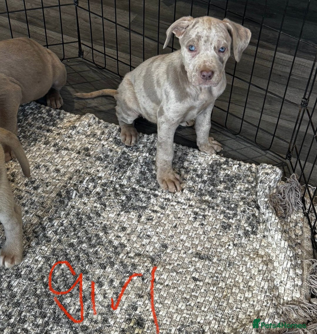 Cane Corso dogs for sale: Cane corso pups  - Image 11