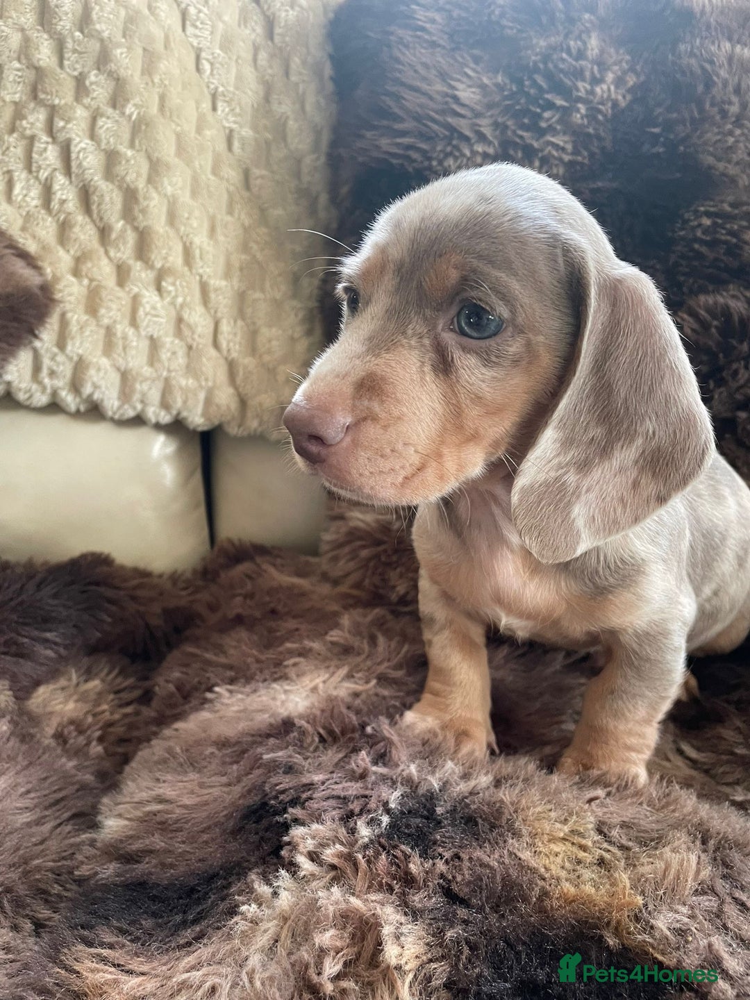 Dachshund dogs for sale: Miniature Dachshunds for sale  - Advert 6