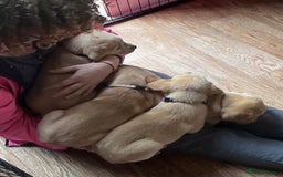 Labrador Retriever dogs for sale: Labrador puppys - Image 3