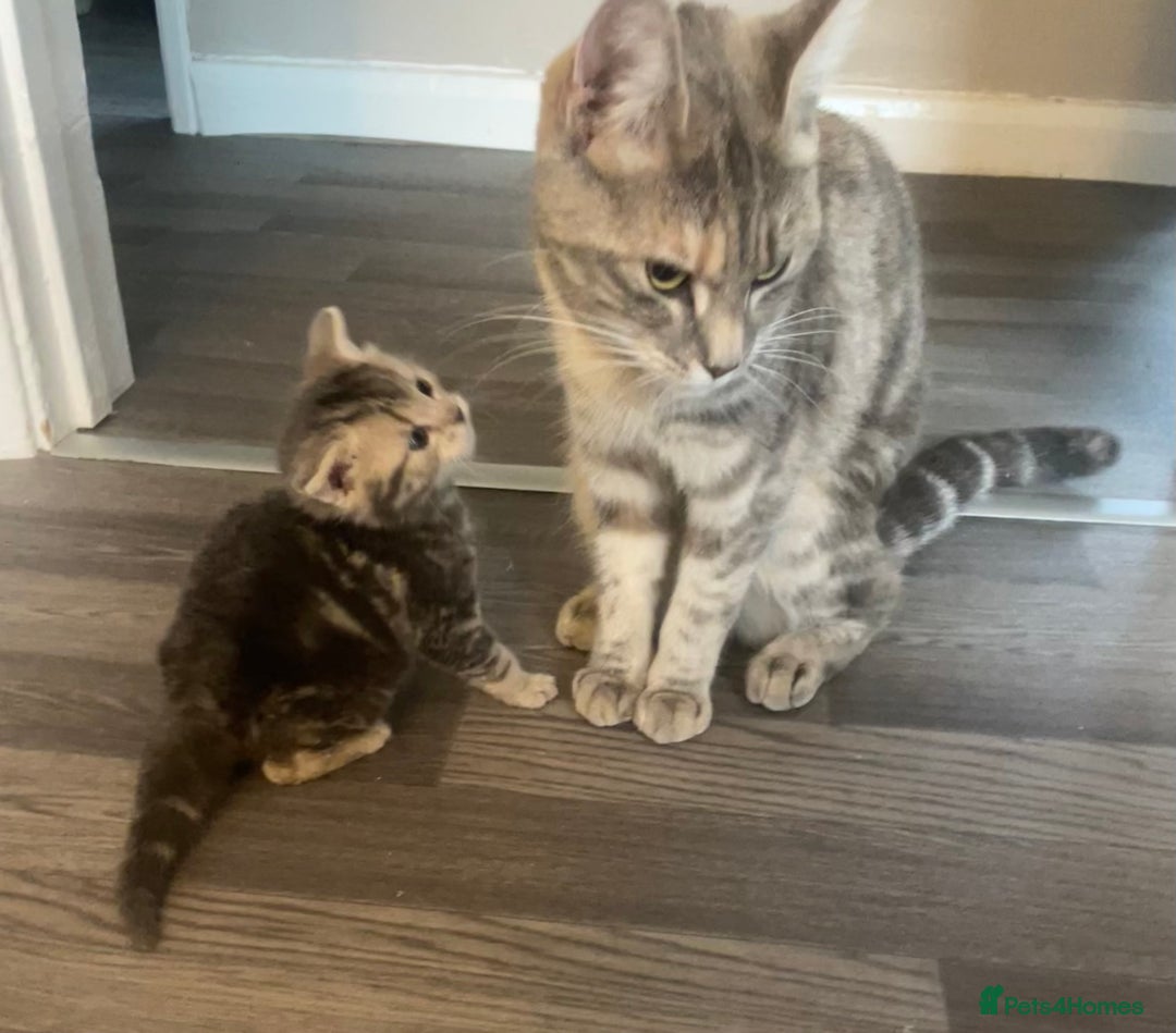 Mixed Breed cats for sale: Beautiful grey tabby  - Image 7