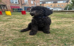 Goldendoodle dogs for sale: LAST GIRL! SILVER F1B Standard Goldendoodle!  - Image 7