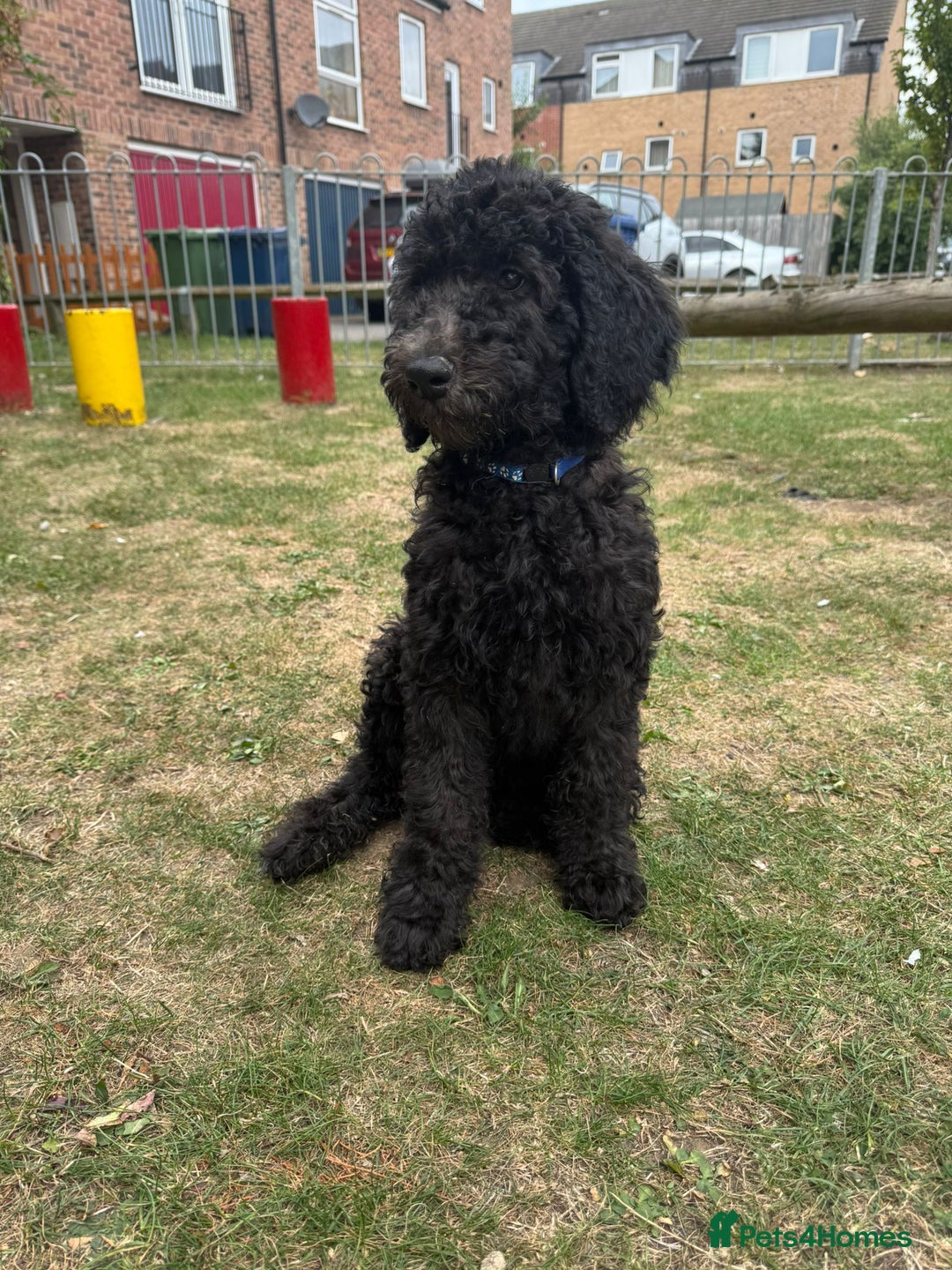 Goldendoodle dogs for sale: LAST GIRL! SILVER F1B Standard Goldendoodle!  - Image 7