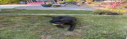 Mixed Breed dogs for sale: STAFFY -KALI in Swansea - Advert 2