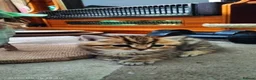 Mixed Breed cats for sale: Beautiful British Shorthair x Bengal Cross Kittens in Farnham - Advert 28