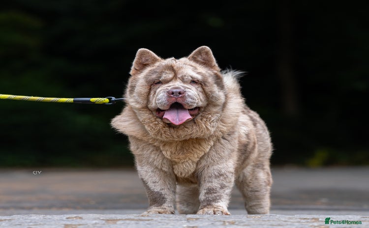 Chow Chow dogs - Advert 1