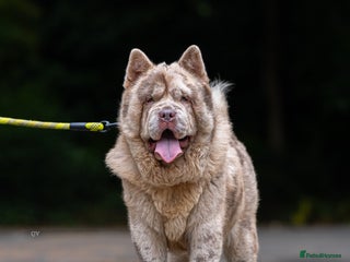 Chow Chow dogs - Advert 2