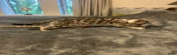 Bengal cats for sale: Meet Aspen A Icy-Silver Bengal GCCF registered✨ - Advert 2