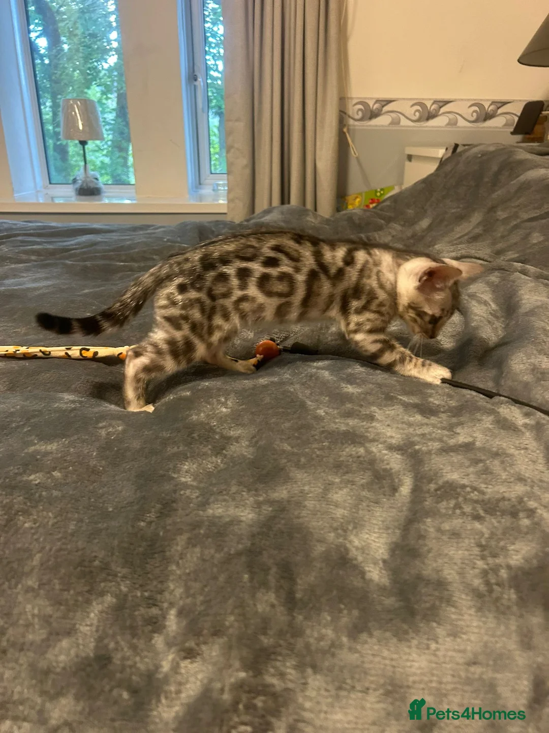 Bengal cats for sale: Meet Aspen A Icy-Silver Bengal GCCF registered✨ - Advert 2