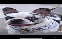 French Bulldog dogs for stud: King koi  in Sittingbourne - Image 3