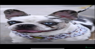 French Bulldog dogs in Sittingbourne - Advert 6