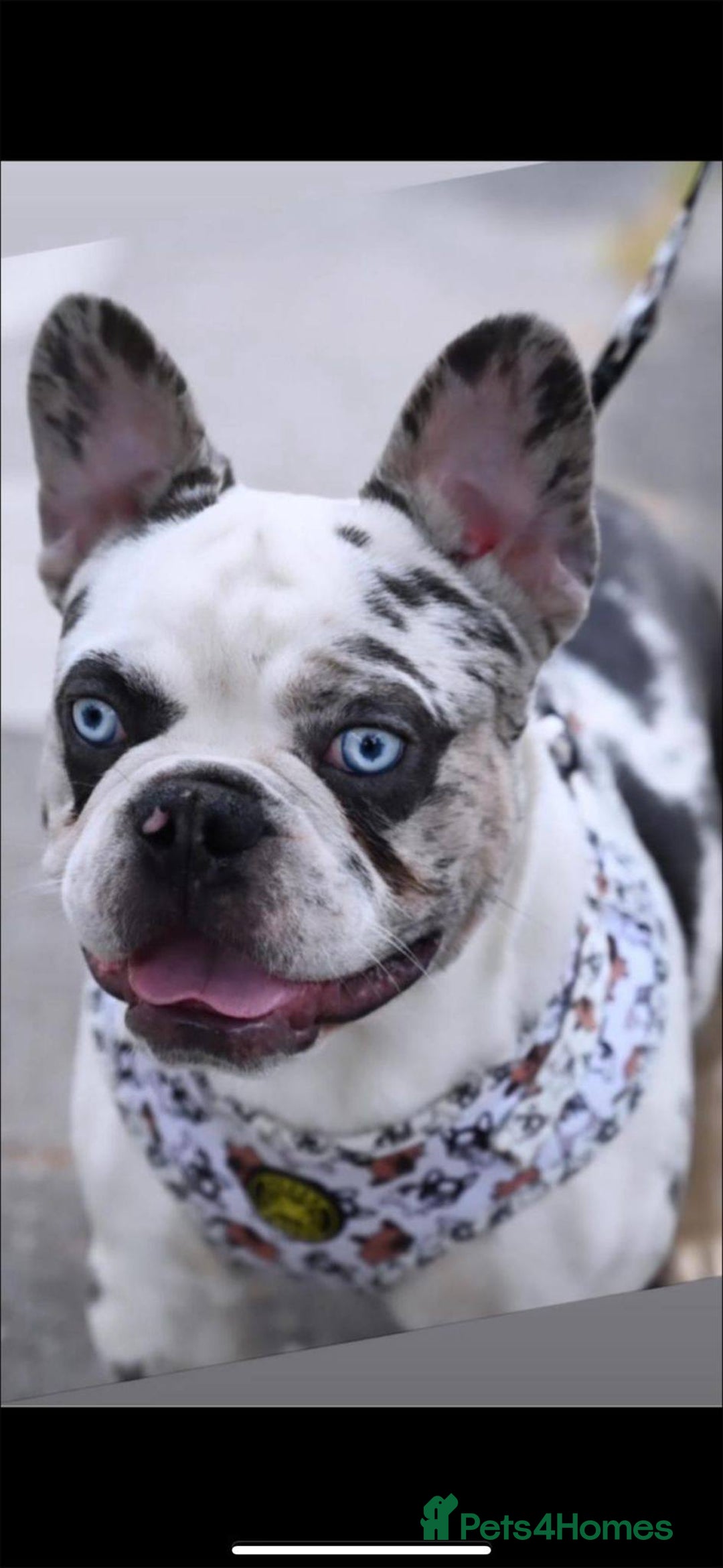 French Bulldog dogs for stud: King koi  in Sittingbourne - Image 3