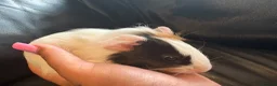 Guinea Pig rodents for sale: Pair of baby boar guinea pigs🩵  - Advert 3