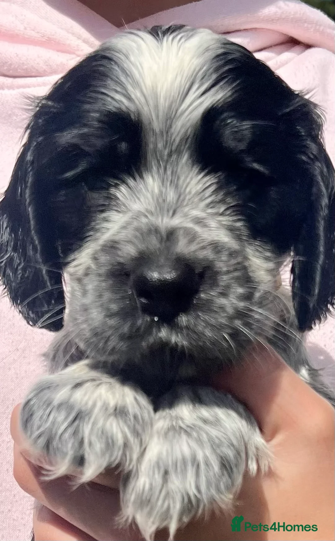 Cocker Spaniel dogs for sale: Ready Now - KC Show Cocker Spaniel Puppies - Advert 2