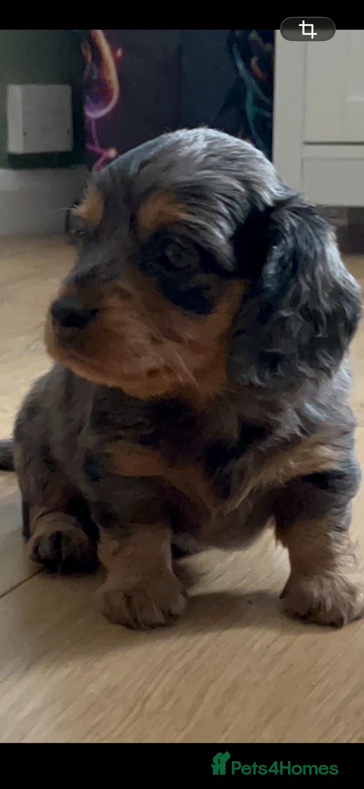 Miniature Dachshund dogs Longhair Miniature Dachshund - Advert 3