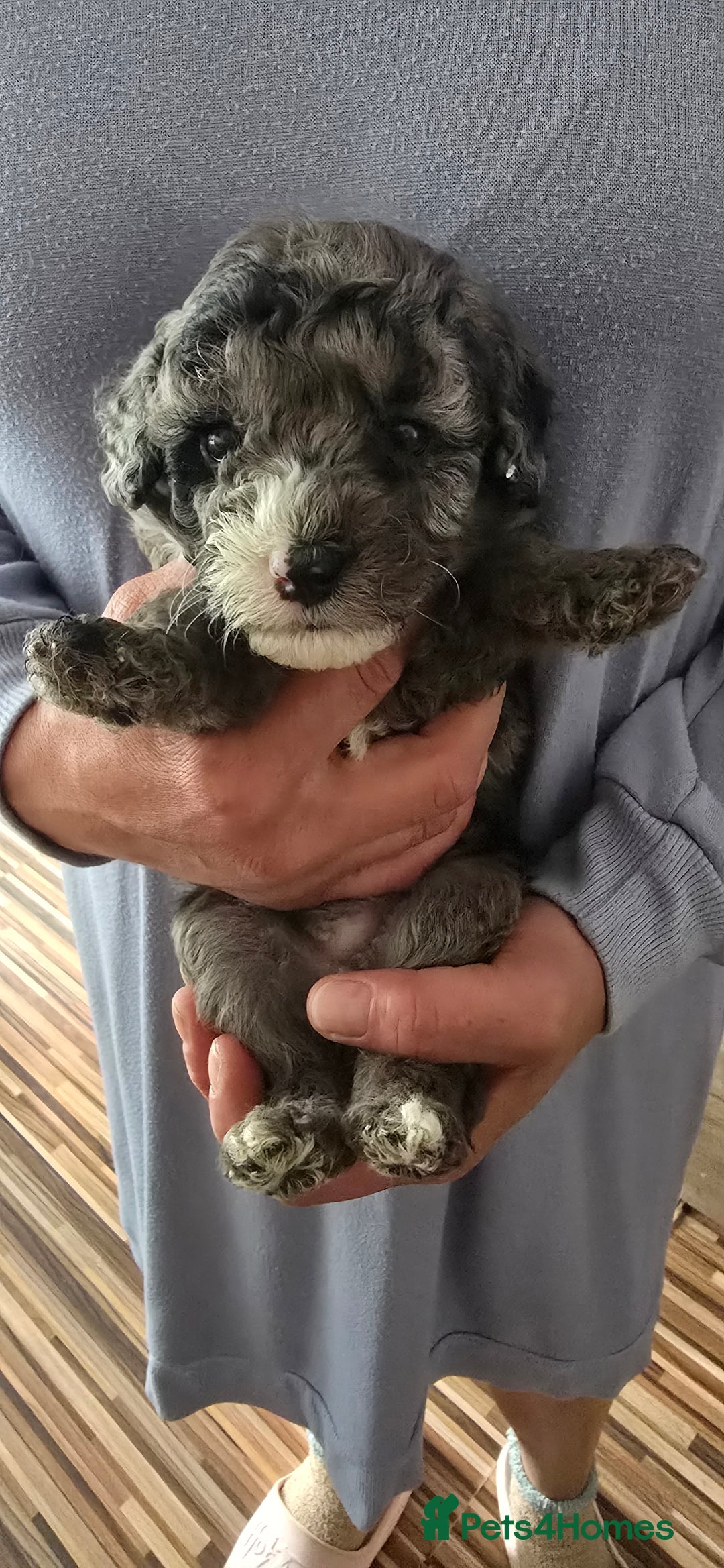 Standard Poodle dogs for sale: 7 Standard poodles for sale including 2 merle - Image 2