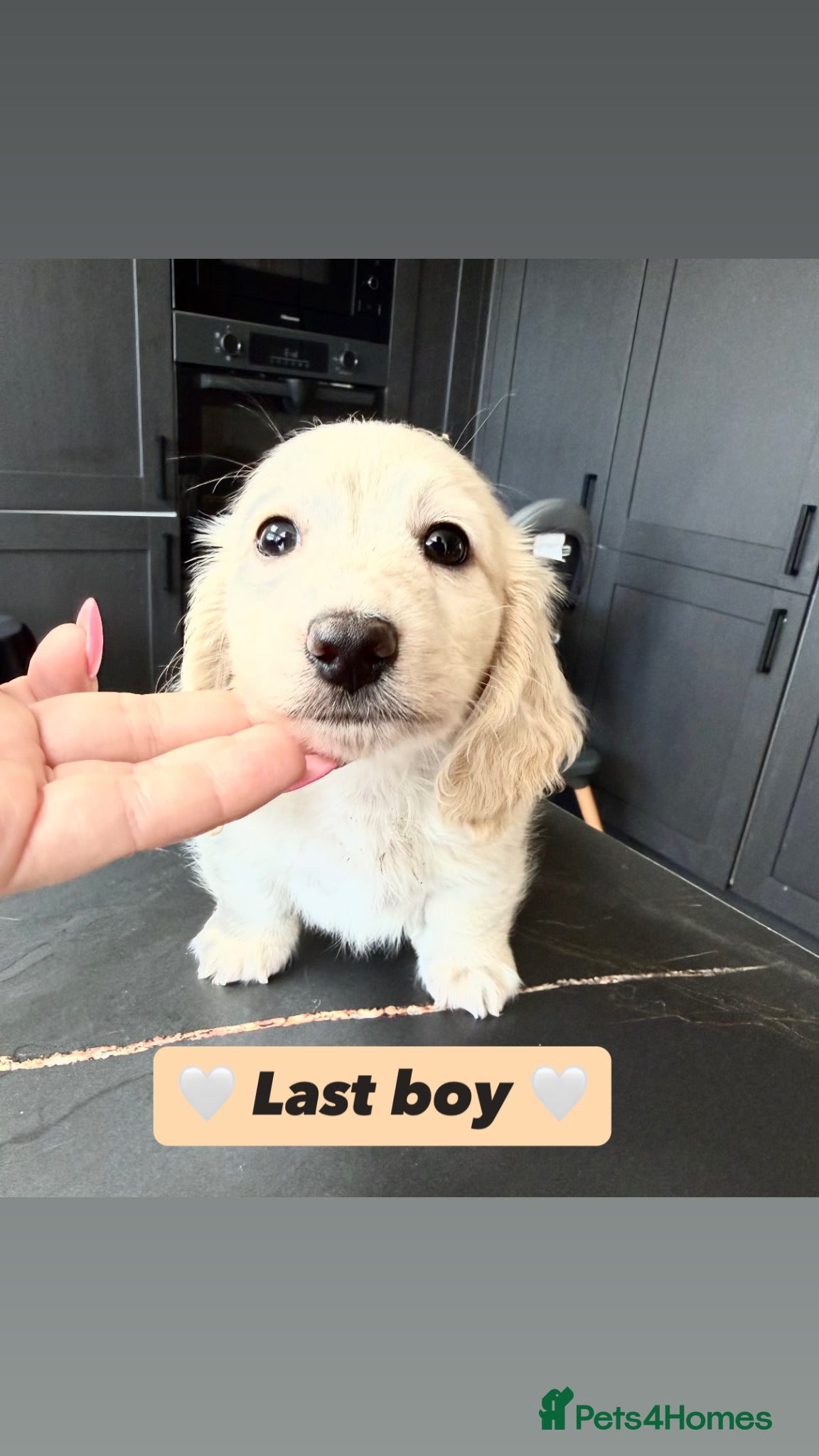 Miniature Dachshund dogs ✨🩷 absolutely STUNNING full long hair light cream - Advert 1