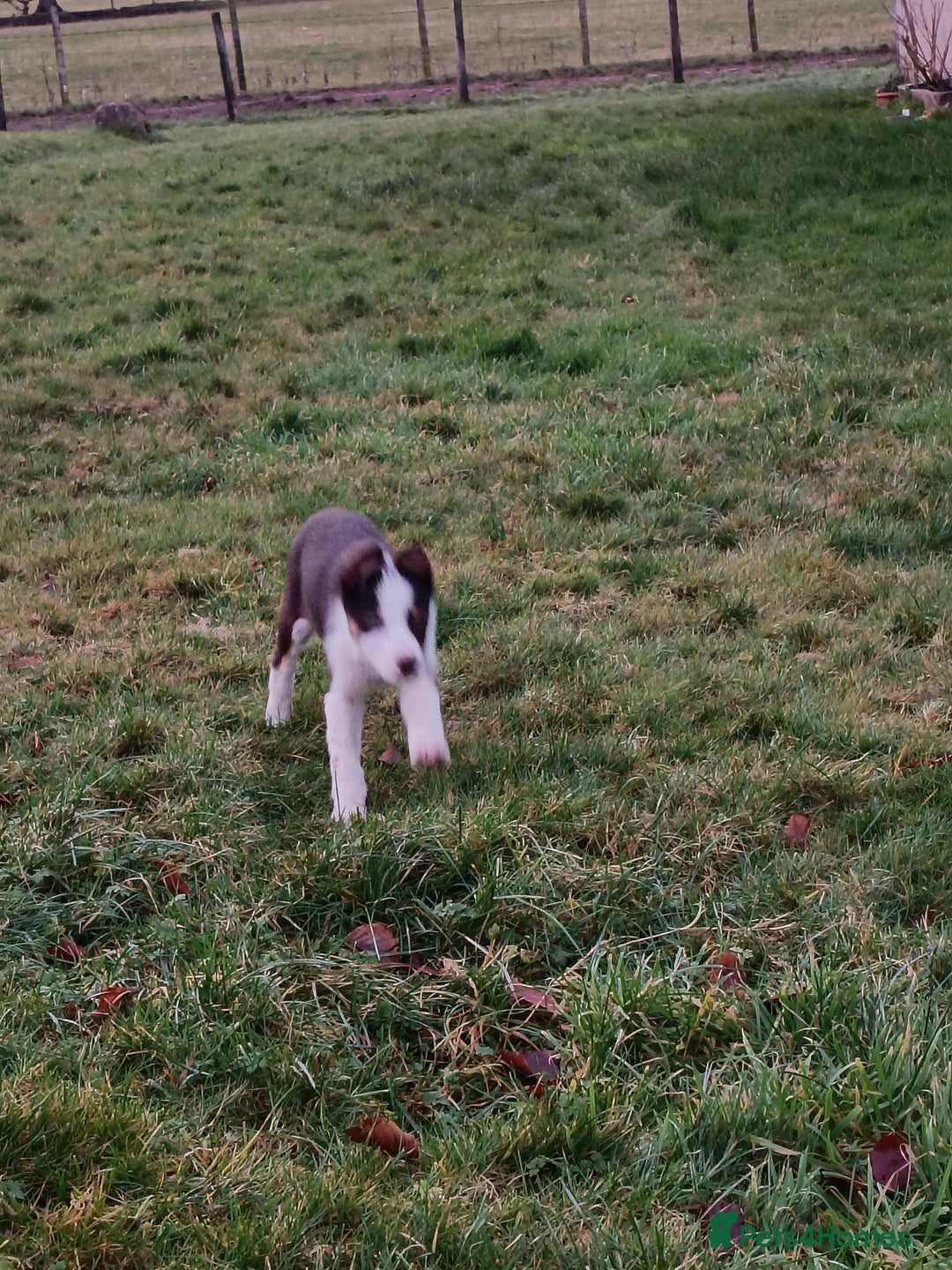 Border Collie dogs for sale: Beautifully marked border collie pups - Advert 4