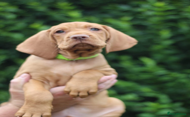 Hungarian Vizsla dogs - Advert 3