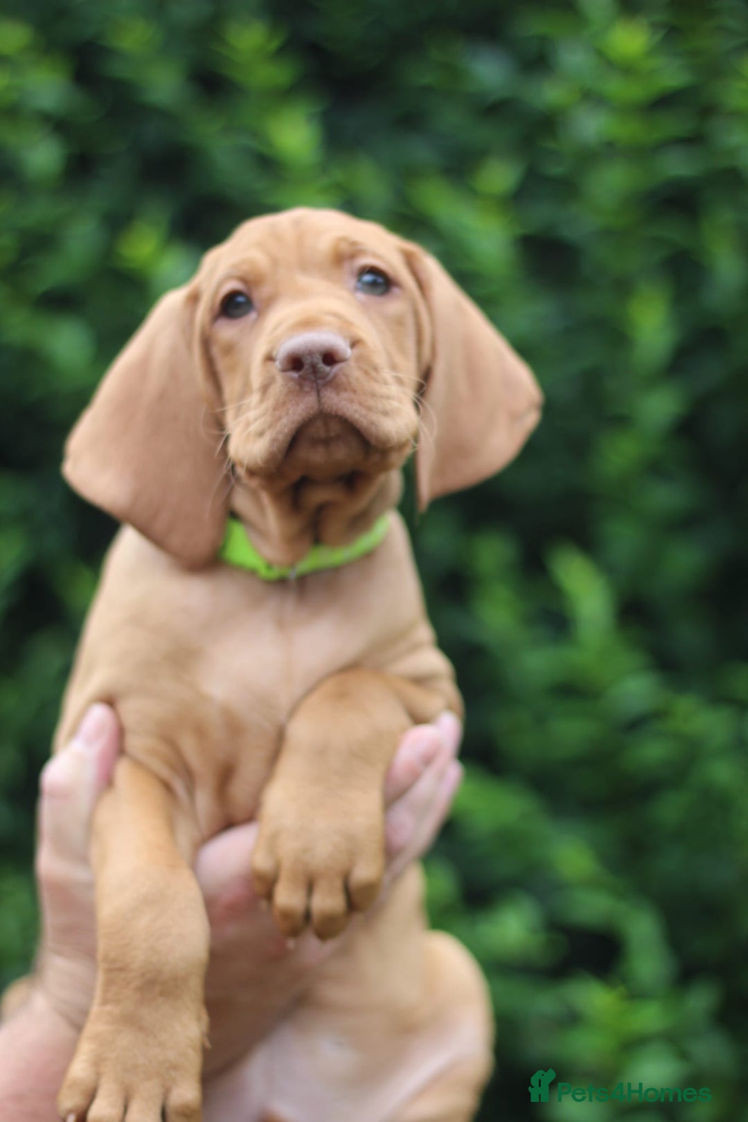 Hungarian Vizsla dogs for sale: All puppies now reserved/rehomed  - Image 2