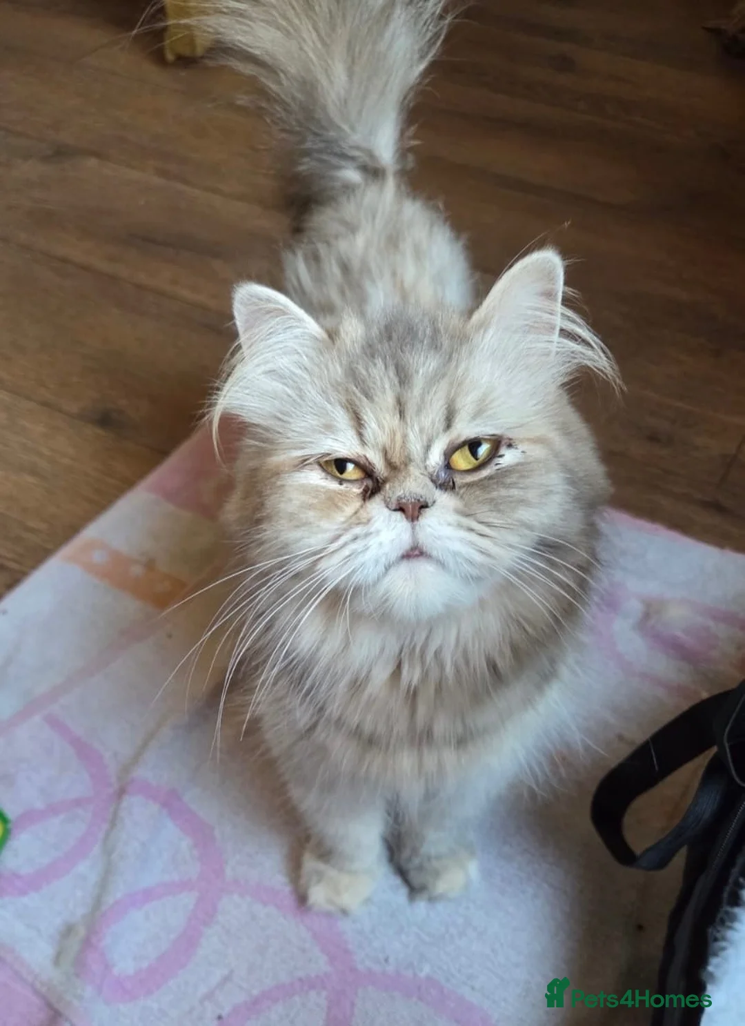 Persian cats for sale: Two gorgeous playful male kittens - Advert 2