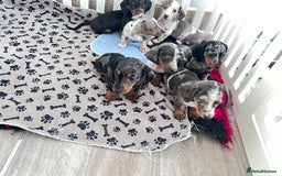 Miniature Dachshund dogs for sale: Beautiful sausages available - Image 9