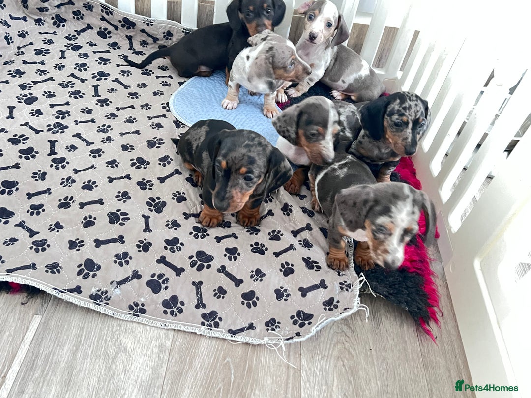 Miniature Dachshund dogs for sale: Beautiful sausages available - Image 9