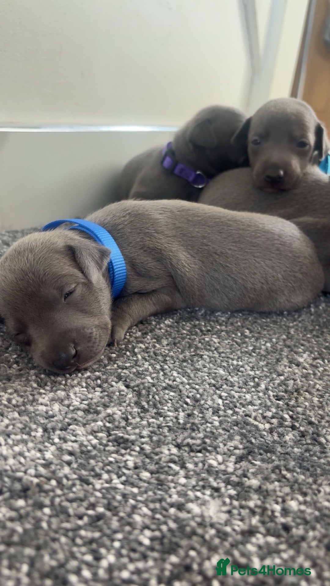Whippet dogs Blue whippet puppies 💙❤️🏡 - Advert 7